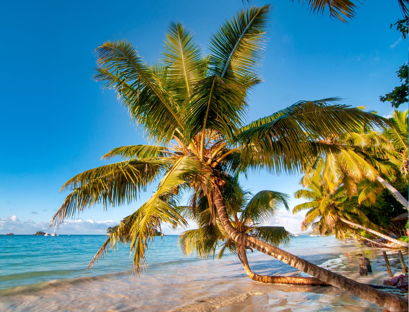 A coconut palm leaning out over the sand and clear water at Anse Volbert, with small islets on the horizon.