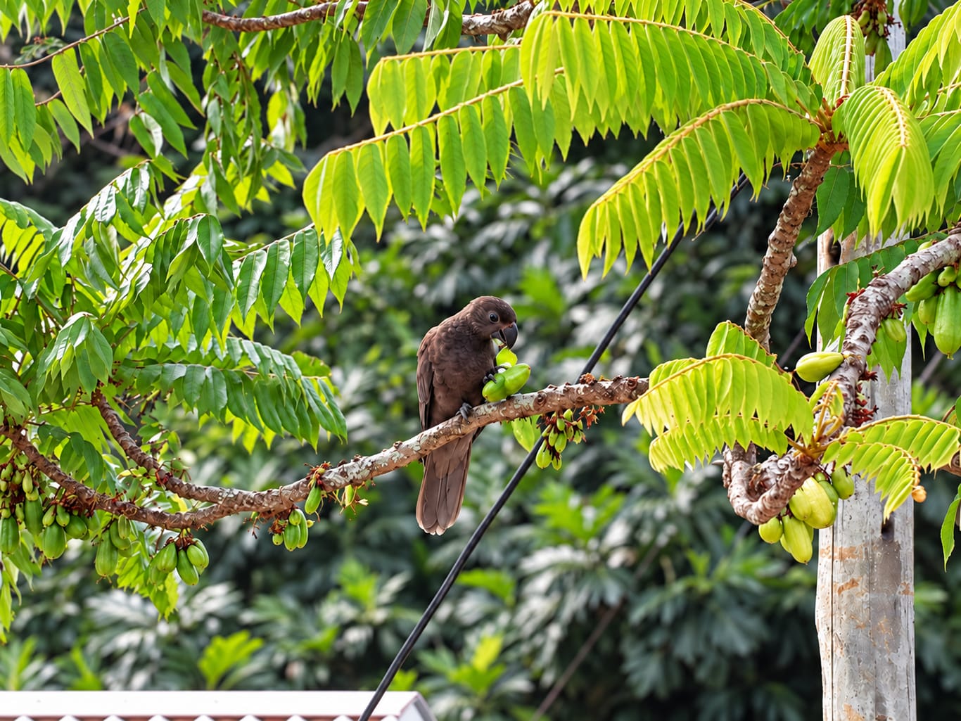 A dark brown parrot perched on a branch, eating green fruit among bright leaves.