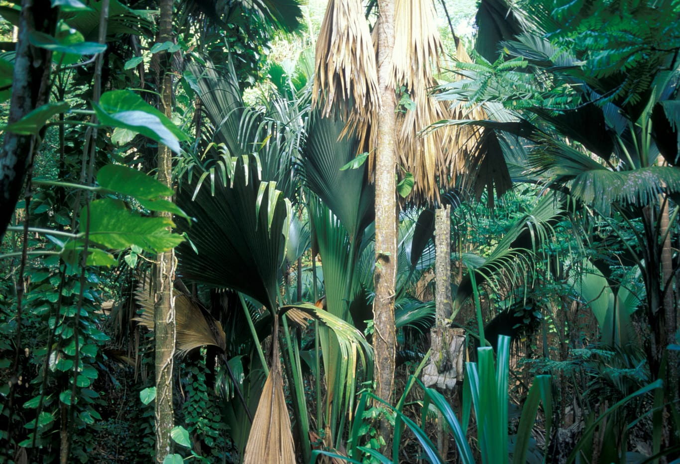 Dense palm forest in the Vallée de Mai, with tall trunks, giant fan-shaped leaves and thick green undergrowth.